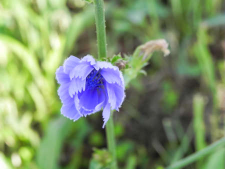 Blue Chicory Flower in grass Macro Photography