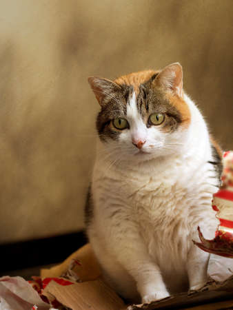 my cat last christmas in the gift wrap focus on cat paper unidentifiable stock photo picture and royalty free image image 85655750 - How To Wrap A Cat For Christmas my cat last christmas in the gift wrap focus on cat paper unidentifiable stock photo picture and royalty free image image 85655750 - How To Wrap A Cat For Christmas