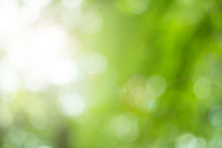 bokeh leaf background high resolution empty space concept for