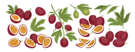 7 438 パッションフルーツ のイラスト素材 ベクター 123rf 7 438 パッションフルーツ のイラスト素材 ベクター 123rf