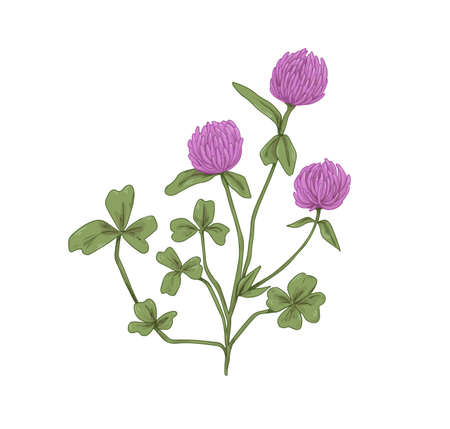 Wild Flowers Clover Isolated Stock Illustrations, Cliparts and Royalty Free  Wild Flowers Clover Isolated Vectors