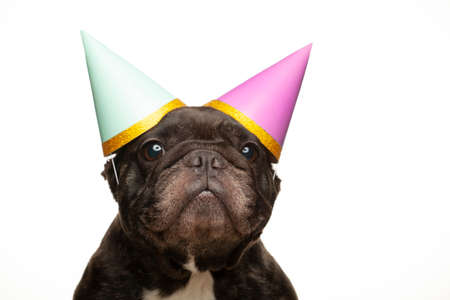 Image of dog white background