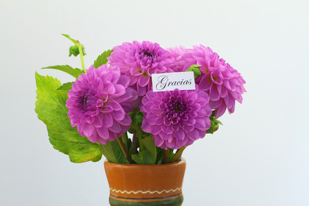 ピンクのダリアの花でグラシアス ありがとうスペイン語を意味で カード の写真素材 画像素材 Image ピンクのダリアの花でグラシアス ありがとうスペイン語を意味で カード の写真素材 画像素材 Image