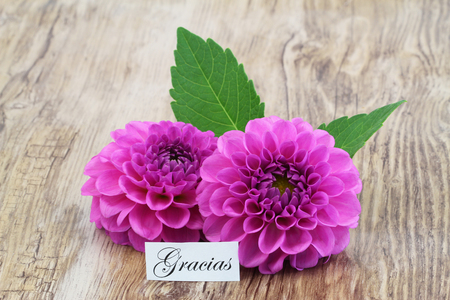 ピンクのダリアの花でグラシアス ありがとうスペイン語を意味で カード の写真素材 画像素材 Image