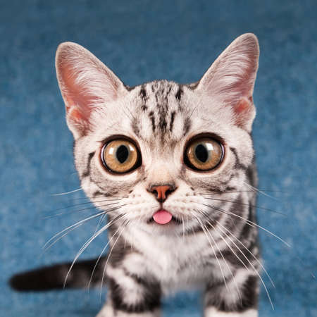 American shorthair ketten on blue sofa with funny face