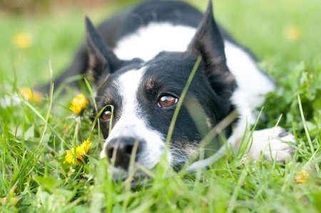 犬の緑の芝生で横になっていると夜の春をカメラで見て の写真素材 画像素材 Image