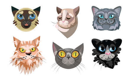 Collection Set Of Colorful Different Cute Cat Faces Brown Siamese