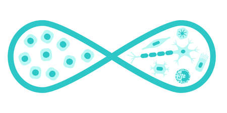 再生医療の概念 1 つの側面および他のそれらからの開発人間の細胞の種類の幹細胞を無限ループの株式ベクトル イラスト のイラスト素材 ベクタ Image 84517006