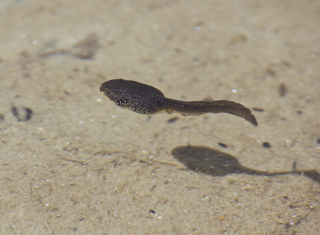 おたまじゃくしとその影 池を泳ぐ マデージモ イタリアでの撮影画像 の写真素材 画像素材 Image おたまじゃくしとその影 池を泳ぐ マデージモ イタリアでの撮影画像 の写真素材 画像素材 Image