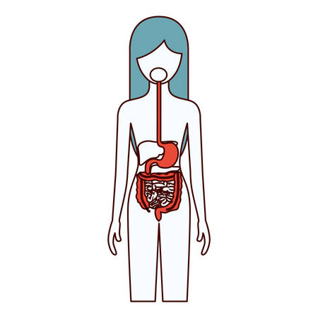 color sections silhouette of female person with digestive system human body vector illustration vector