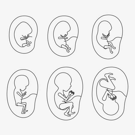 胚開発 妊娠の胎児の成長段階はベクトル イラストです 人生赤ちゃんの出生前に の段階 のイラスト素材 ベクタ Image 胚開発 妊娠の胎児の成長段階はベクトル イラストです 人生赤ちゃんの出生前に の段階 のイラスト素材 ベクタ Image