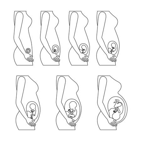 etapas del embarazo imagenes para colorear etapas del embarazo imagenes para colorear