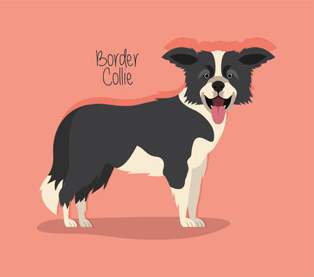 650 ボーダーコリーの子犬 のイラスト素材 ベクター 123rf 650 ボーダーコリーの子犬 のイラスト素材 ベクター 123rf