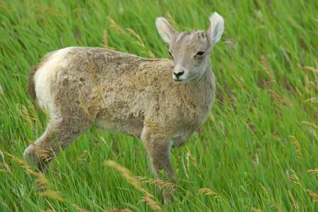 アナグマ サウスダコタ州カスター州立公園で の写真素材 画像素材 Image