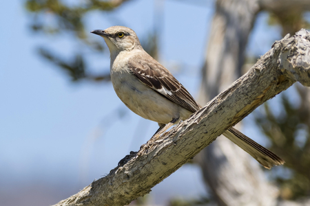 Bird Mockingbird At Tree Top Perch Laguna Beach Park Stock Photo