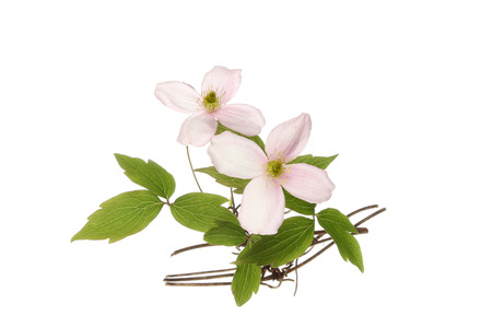 クレマチス モンタナの花と葉の白に対して分離されました の写真素材 画像素材 Image クレマチス モンタナの花と葉の白に対して分離されました の写真素材 画像素材 Image