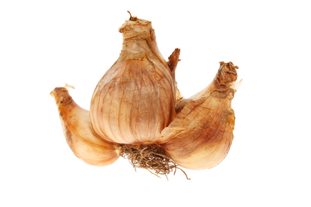 Single Daffodil Bulb Isolated Against White Stock Photo Picture And Royalty Free Image Image Single Daffodil Bulb Isolated Against White Stock Photo Picture And Royalty Free Image Image