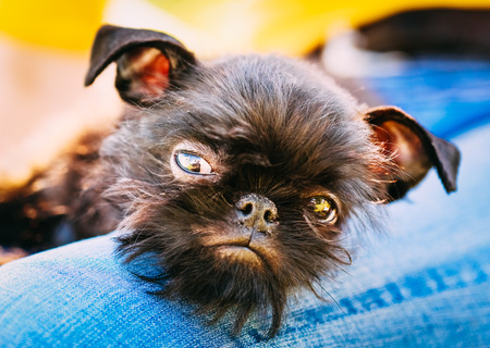 クローズ アップ黒犬グリフォンエンタープライズ Bruxellois ブリュッセル グリフォン グリフォン ベルギー 梨花の膝の上に眠っています の写真素材 画像素材 Image
