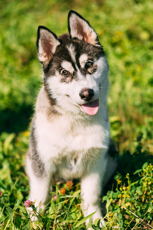 屋外の芝生で座っている若い幸せなハスキーの子犬のエスキモー犬 の写真素材 画像素材 Image 屋外の芝生で座っている若い幸せなハスキーの子犬のエスキモー犬 の写真素材 画像素材 Image