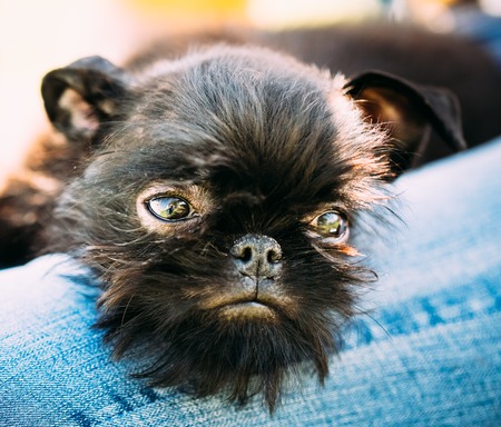 クローズ アップ黒犬グリフォン Bruxellois ブリュッセル グリフォン グリフォン犬 梨花の膝の上で眠っています の写真素材 画像素材 Image