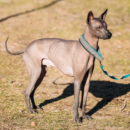 ヘアレス ドッグ Xoloitzcuintli 品種 メキシコの毛のない犬グレー色背景をぼかした写真の屋外の犬 の写真素材 画像素材 Image ヘアレス ドッグ Xoloitzcuintli 品種 メキシコの毛のない犬グレー色背景をぼかした写真の屋外の犬 の写真素材 画像素材 Image