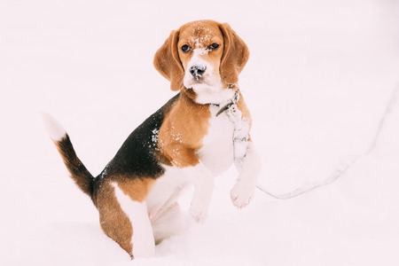 英語ビーグル犬の所有者には 足を取っての美しいトリコロール子犬 の写真素材 画像素材 Image