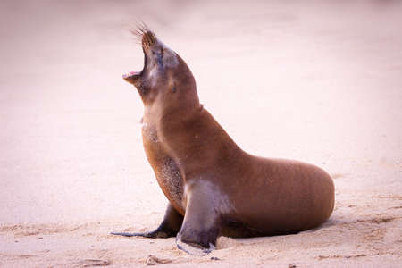 The Galapagos Islands. Fur seal. Ecuador. The beach. The Galapagos. Pacific Ocean A fur seal with an open mouth. Stock Photo