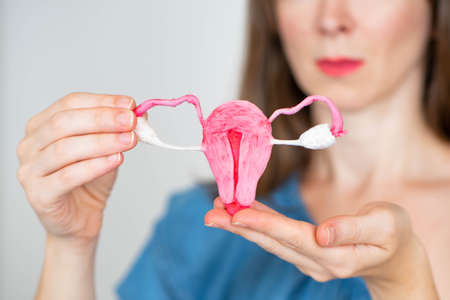 Uterus anatomy. woman holds uterus in her hands. uterus anatomy study concept. female body. female disease concept. disease of female organs. human anatomy. selective focus photo. women health Фото со стока
