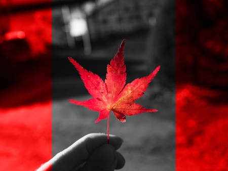 秋のカナダの旗 カナダの国旗の壁紙のメープル の写真素材 画像素材 Image