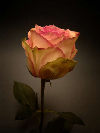 rose variety esperance stock photo picture and royalty free image