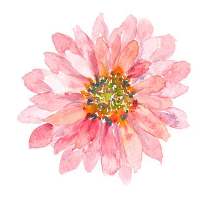 ピンクのジニアの花 水彩イラストレーター 花の芸術 家を飾る の写真素材 画像素材 Image