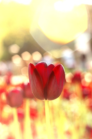 Sunkissed tulips with lens flare