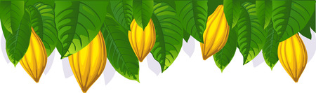 Cocoa pod and leaf - the upper bar- vector illustration Stock Photo