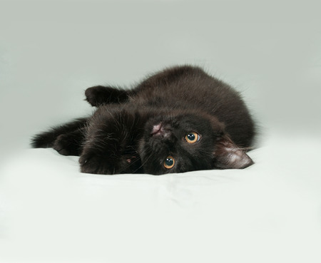 Black fluffy kitten lies on gray background Stock Photo