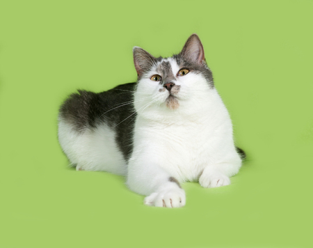 Blanc Et Gris Tachete Se Trouve Sur Le Chat Fond Vert Banque D Images Et Photos Libres De Droits Image