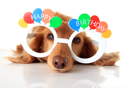 Dachshund puppy wearing happy birthday glasses. also available in vertical.
