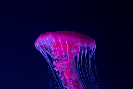 青色の背景のクローズ アップ にピンクのクラゲ の写真素材 画像素材 Image