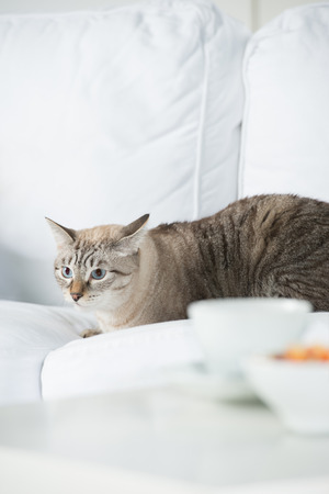 かわいいトラ猫自宅でソファの上に敷設して警戒 の写真素材 画像素材 Image