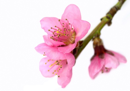 Peach flower: Springtime hồng, hoa đào