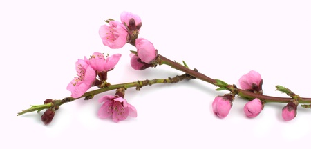 Peach flower: Peach flowers branch Kho ảnh