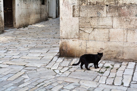 black cat in the old town of Rovinj in Croatia Stock Photo