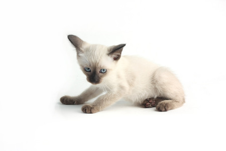 タイの子猫の赤ちゃんは伝統的なまたは古いスタイルのシャム子猫です の写真素材 画像素材 Image
