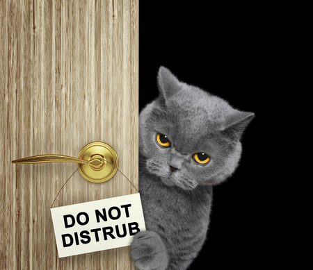 猫がドアの後ろから覗く 黒で隔離 の写真素材 画像素材 Image