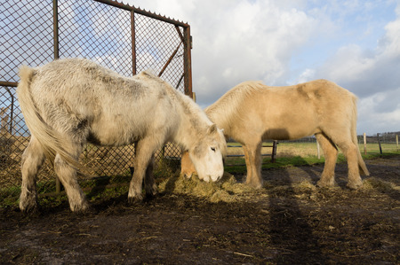 冬の時間を授乳中のアイスランドの馬 の写真素材 画像素材 Image
