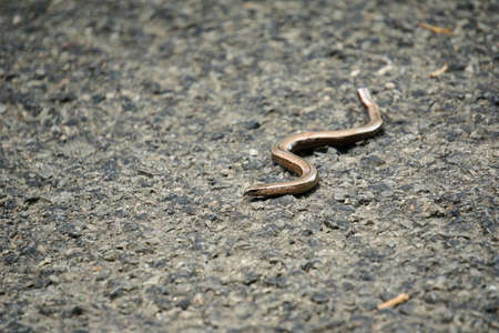 765 Snake Path Stock Photos And Images 123rf 765 Snake Path Stock Photos And Images 123rf