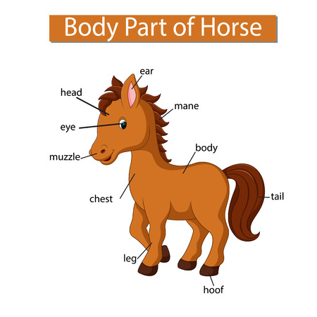 Diagram showing body part of horse