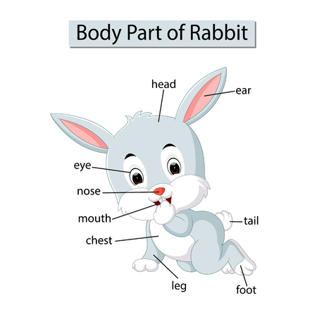 Diagram showing body part of rabbit