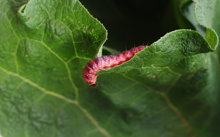 赤い毛虫臭気木食い虫緯度緑の葉に Cossus Cossusの写真素材
