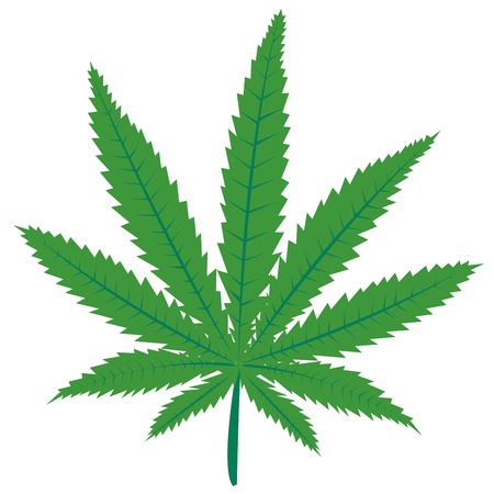 Marijuana green leaf - 9930755