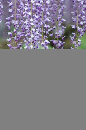 藤のトンネルの幻想的な世界の藤の花 の写真素材 画像素材 Image 藤のトンネルの幻想的な世界の藤の花 の写真素材 画像素材 Image